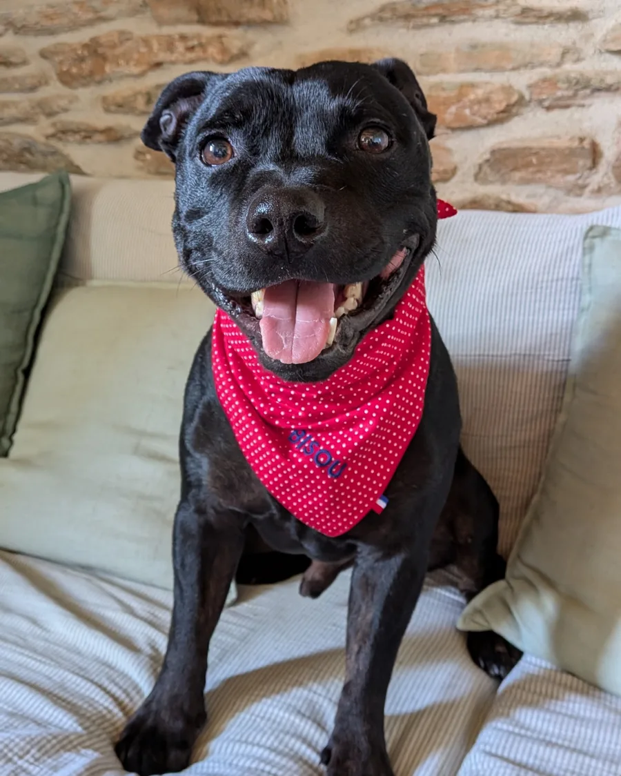 Gaston, chien noir avec bandana rouge, assis sur un canapé