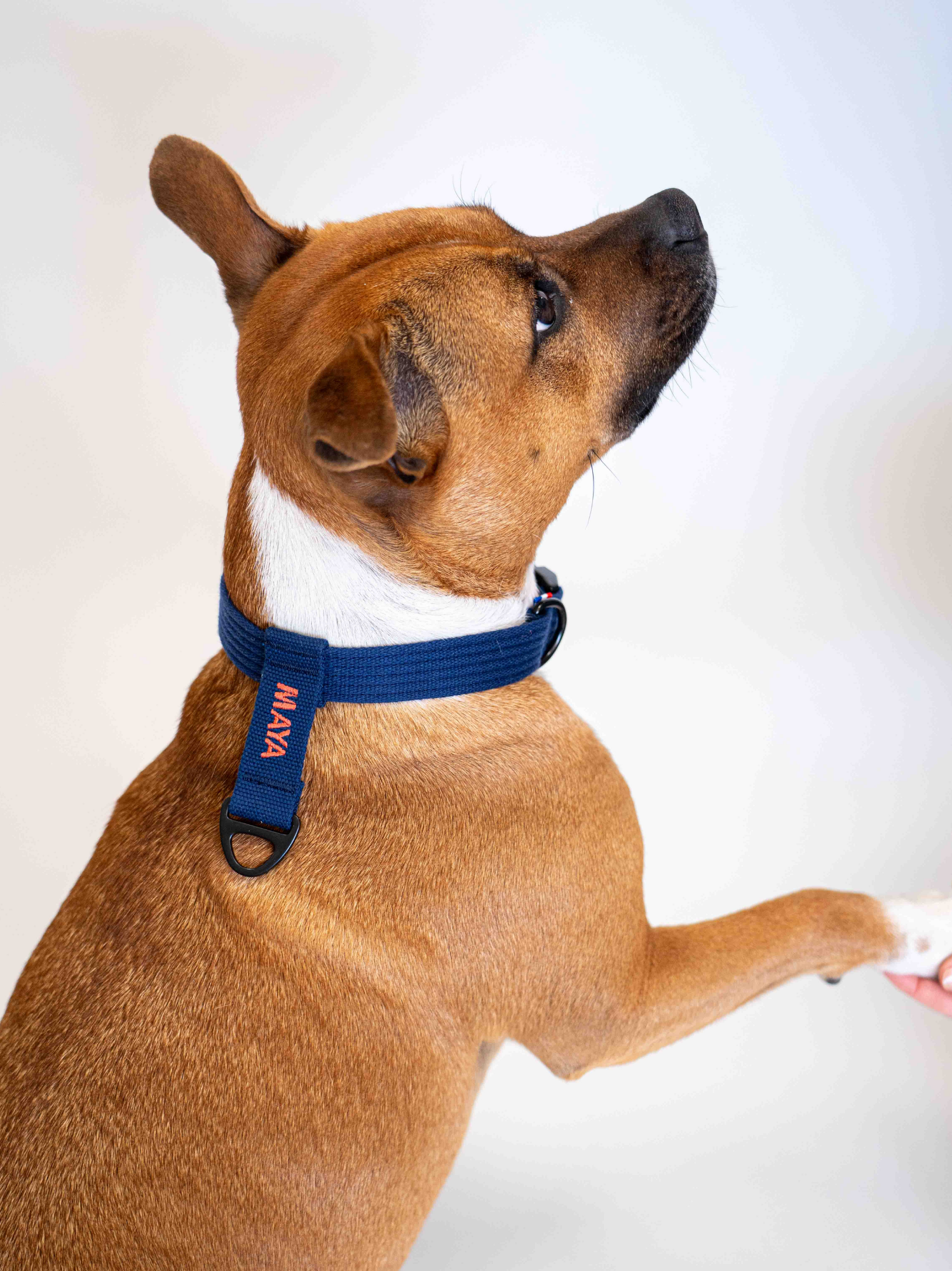 Collier signature Bleu corail