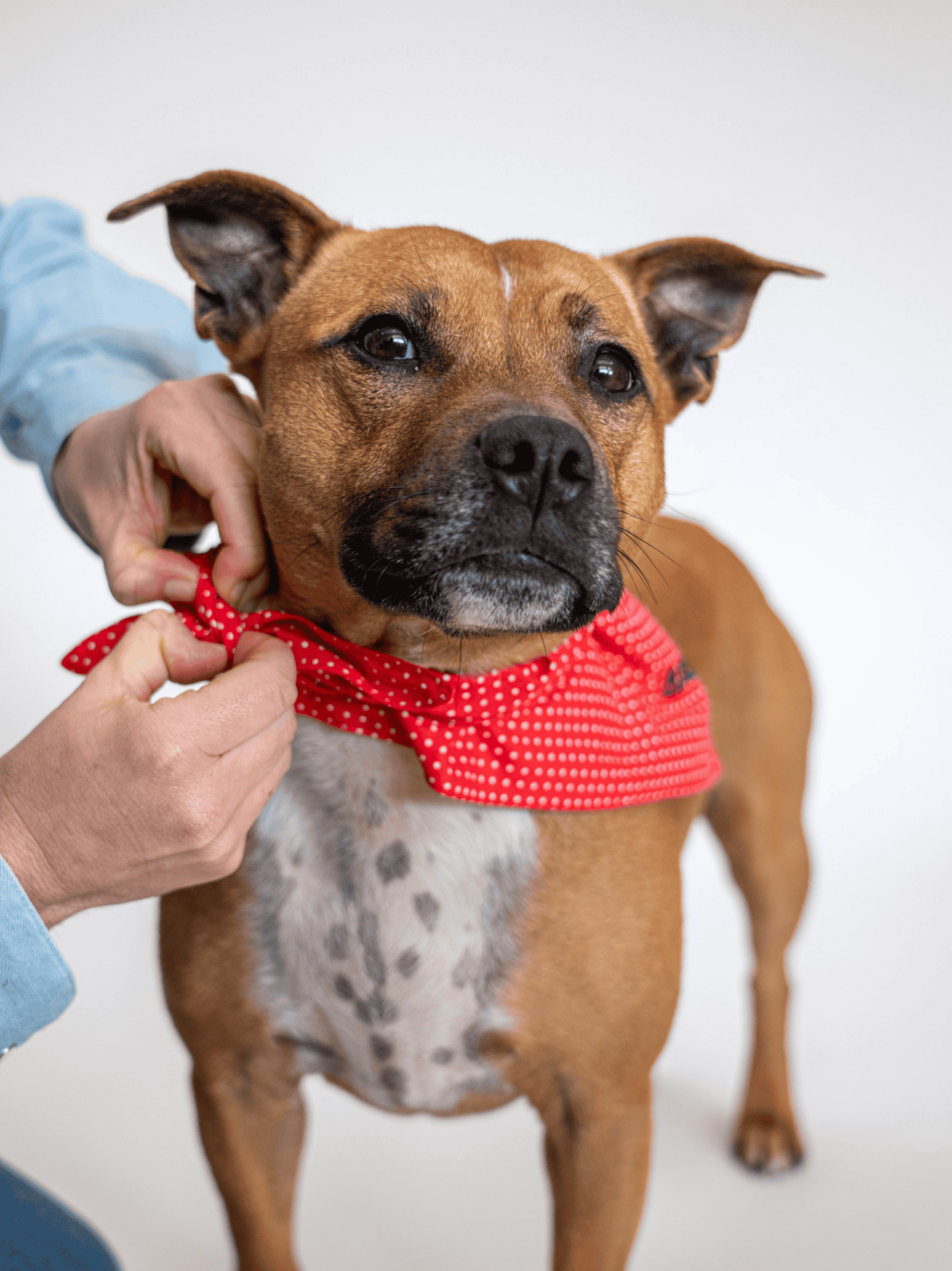Bandana à Pois rouge