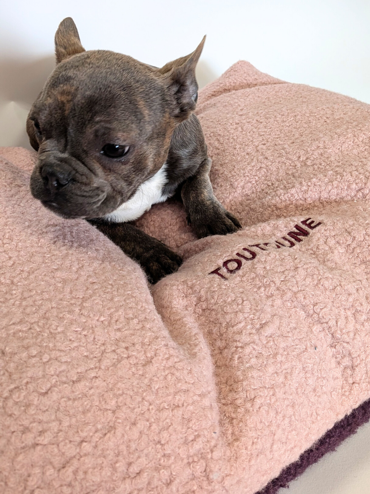 Coussin Teddy Bouclette Rose Prune