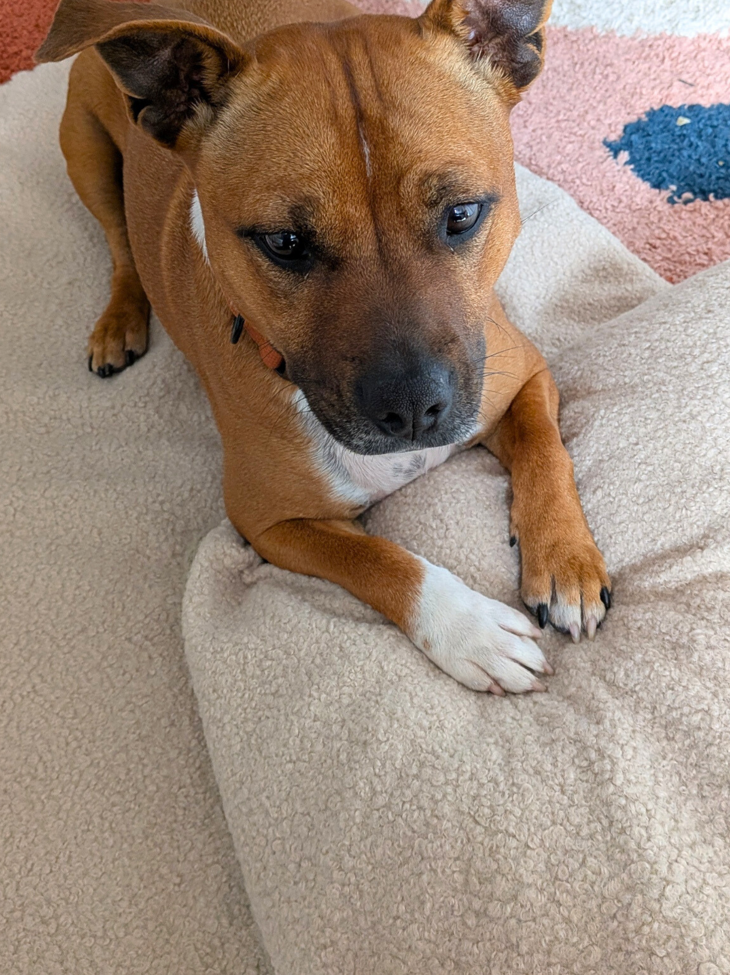Coussin Teddy Bouclette Beige Kaki