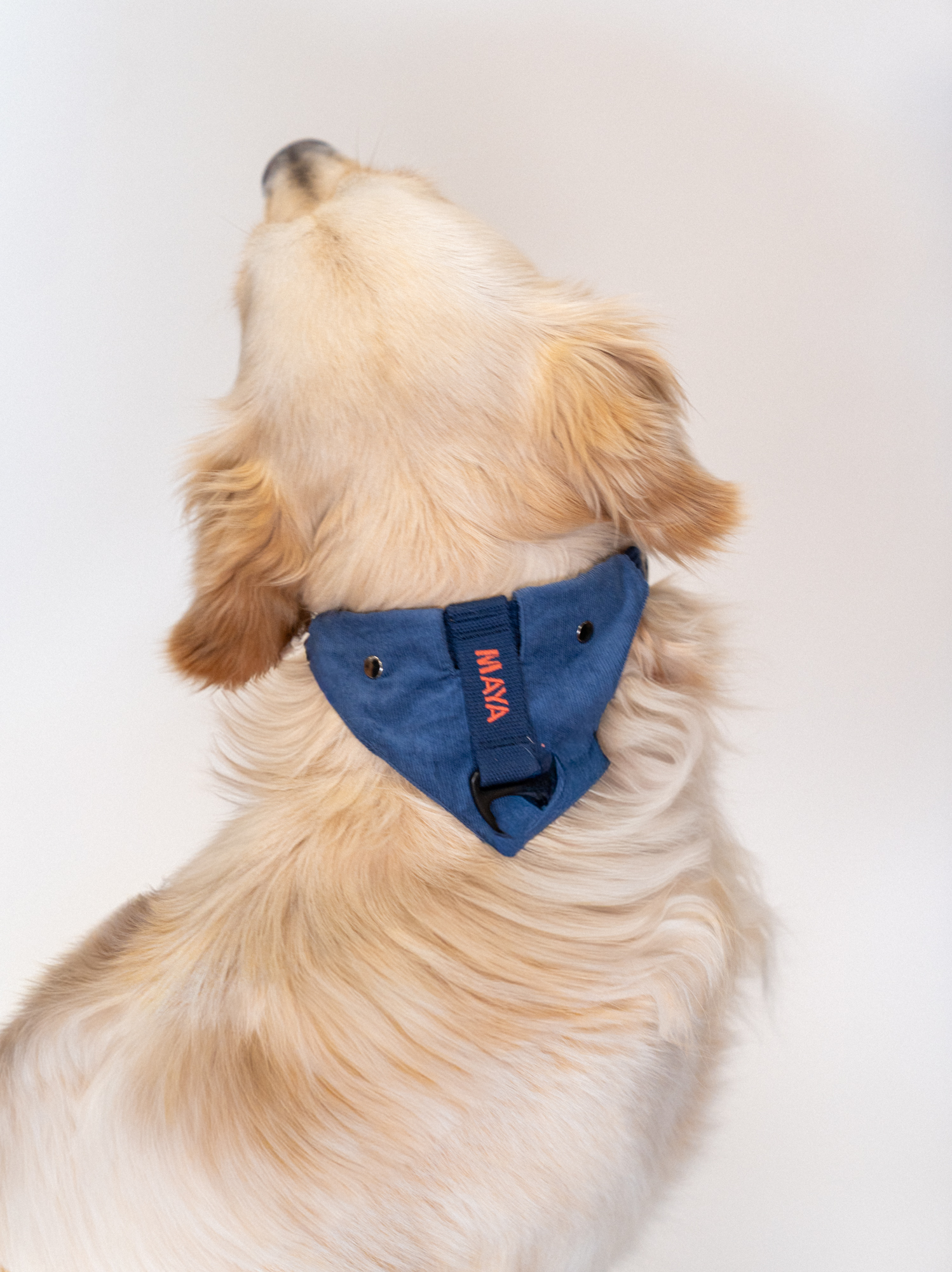 Collier Bleu corail et Bandana velours amovible