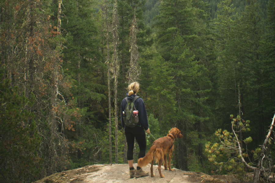 Randonner avec son chien la check-list des indispensables