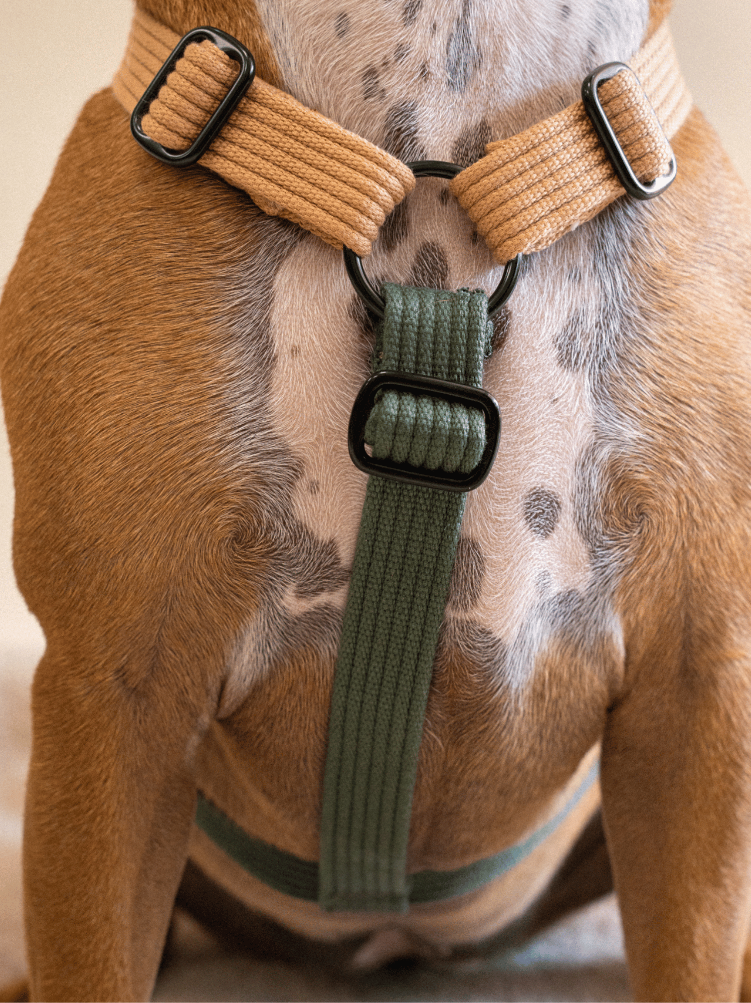 Harnais classique Sable-Vert