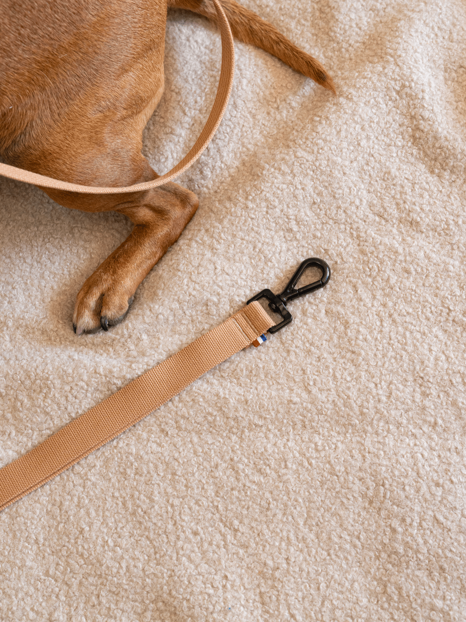 Laisse modulable Sable