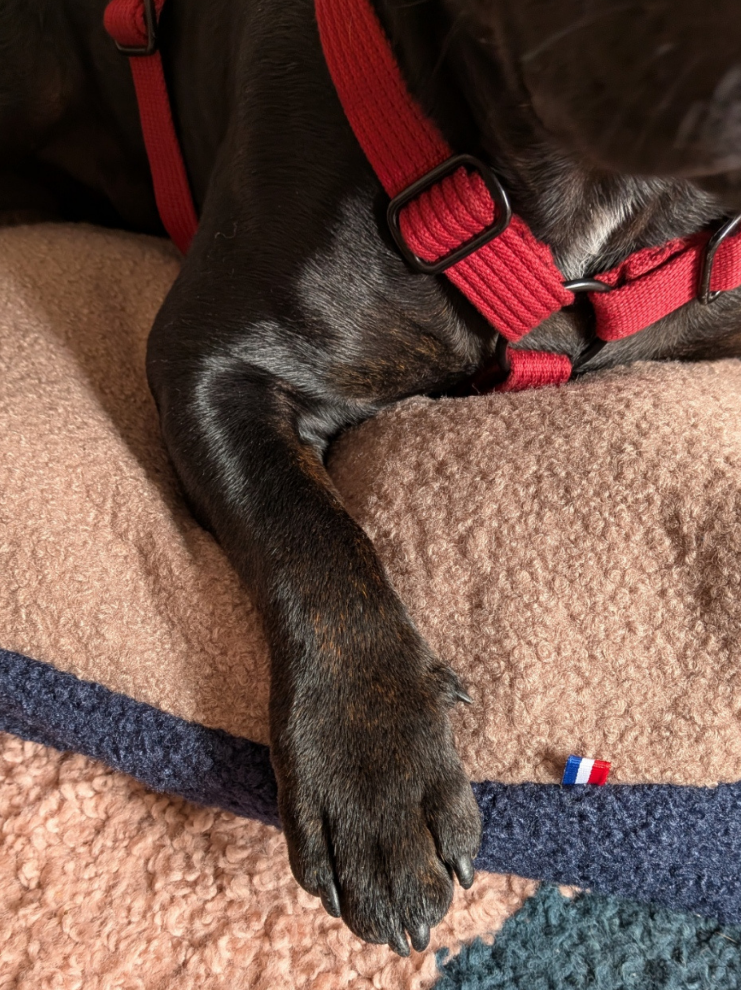 Coussin Teddy Bouclette Brun Marine