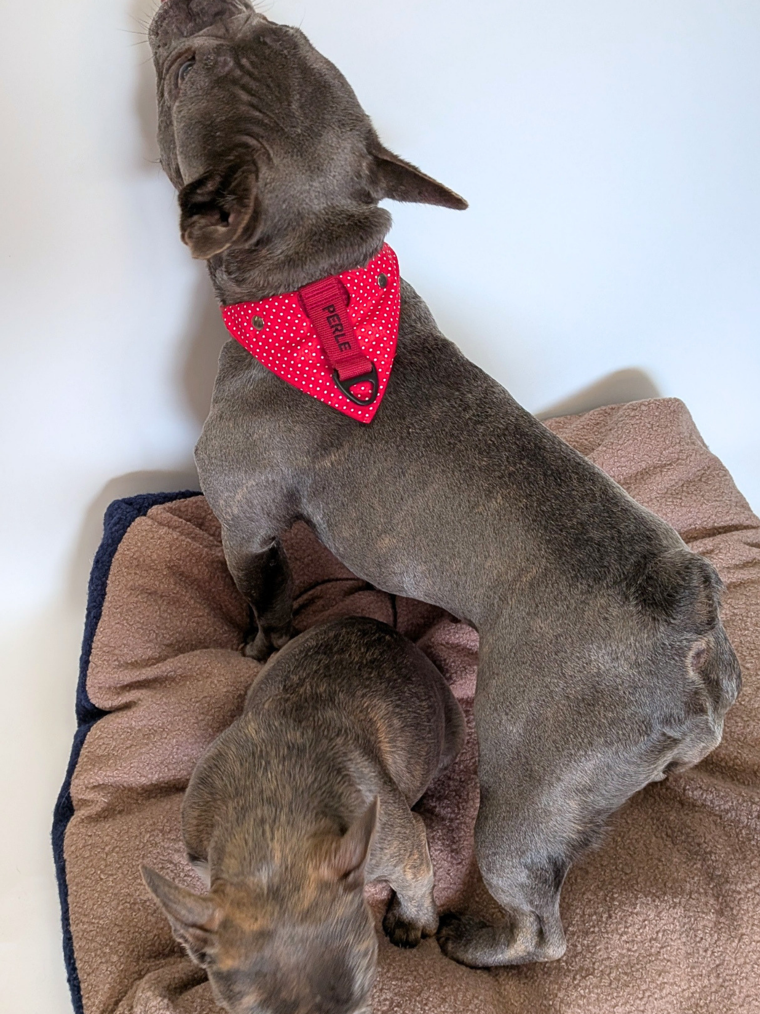 Bandana à fixer Pois rouge
