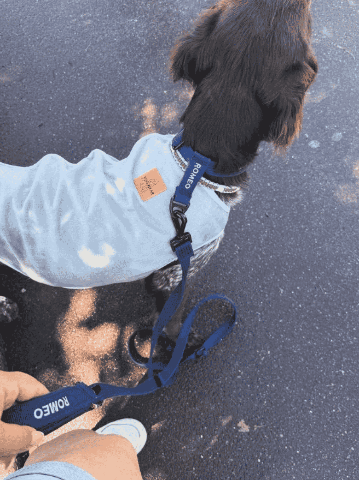 Laisse modulable Bleue