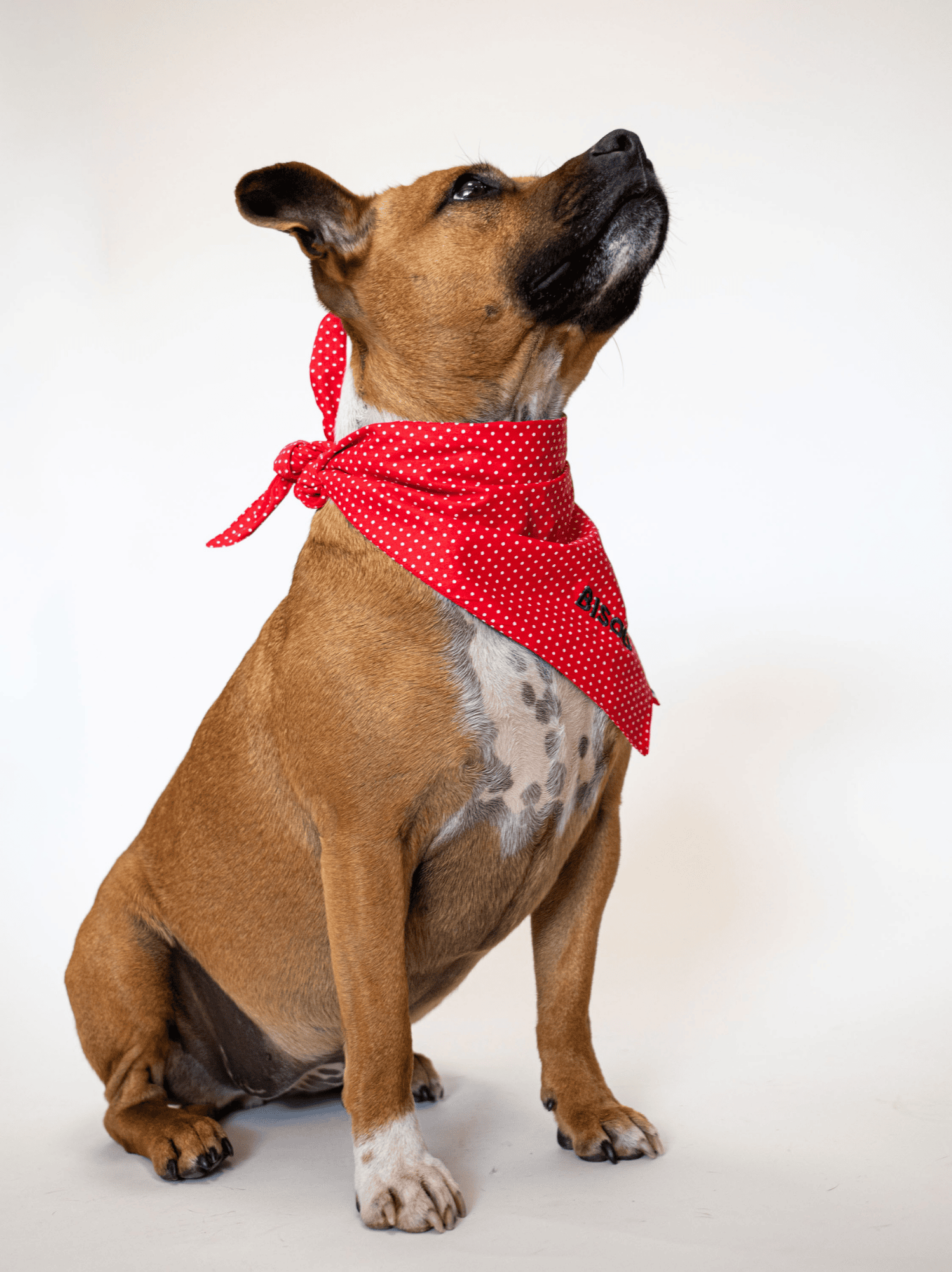 Bandana à Pois rouge