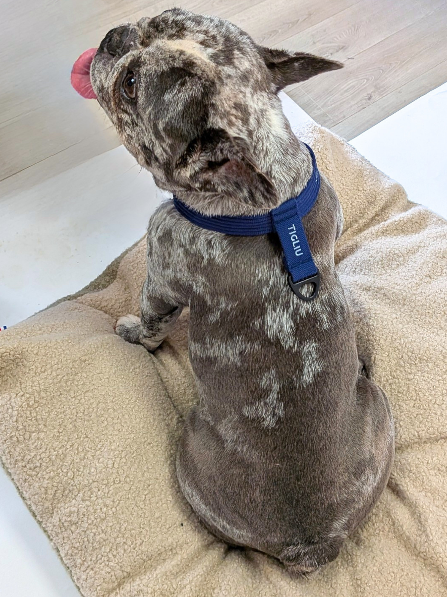 Collier signature Bleu glacier