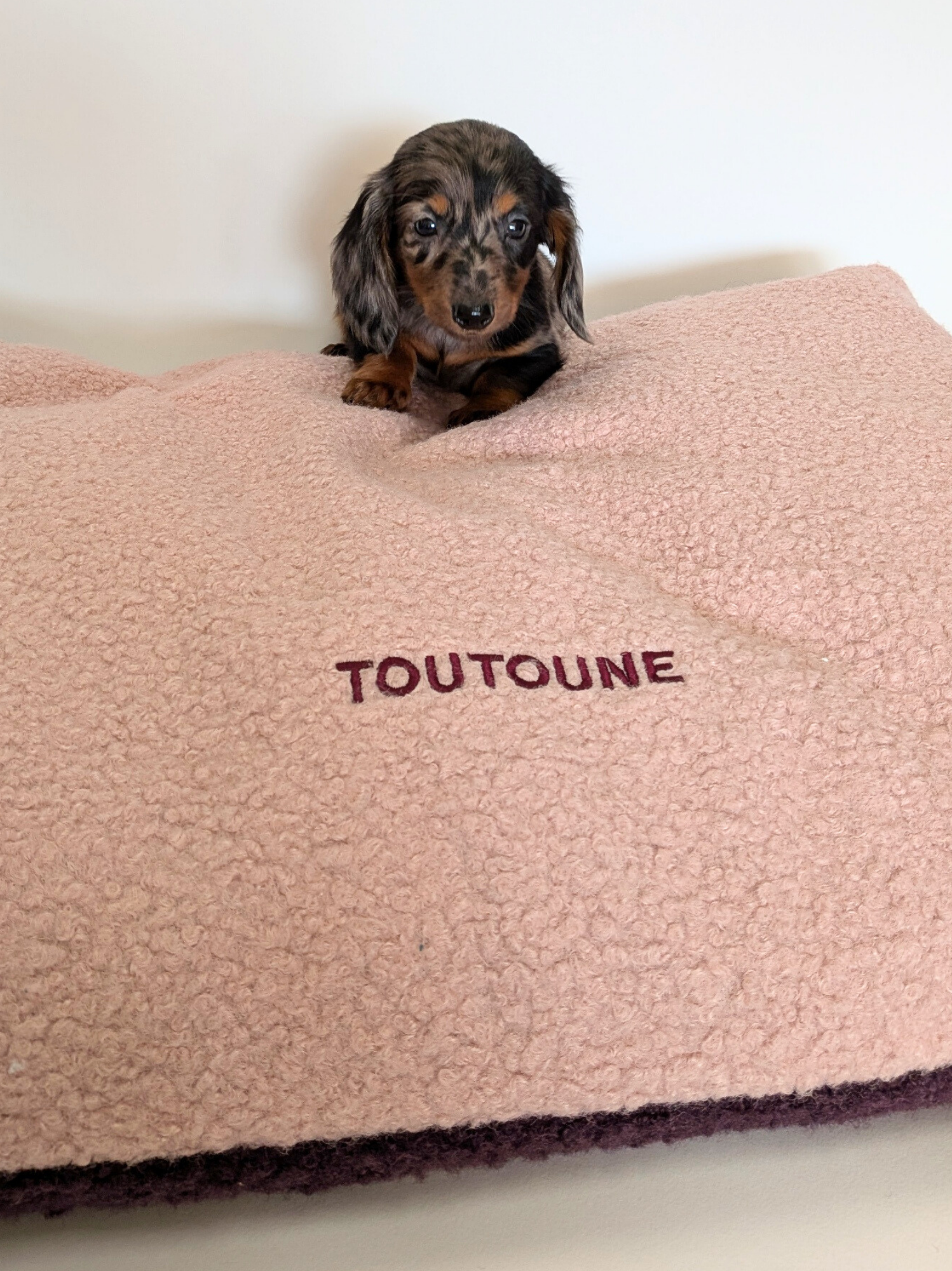 Coussin Teddy Bouclette Rose Prune