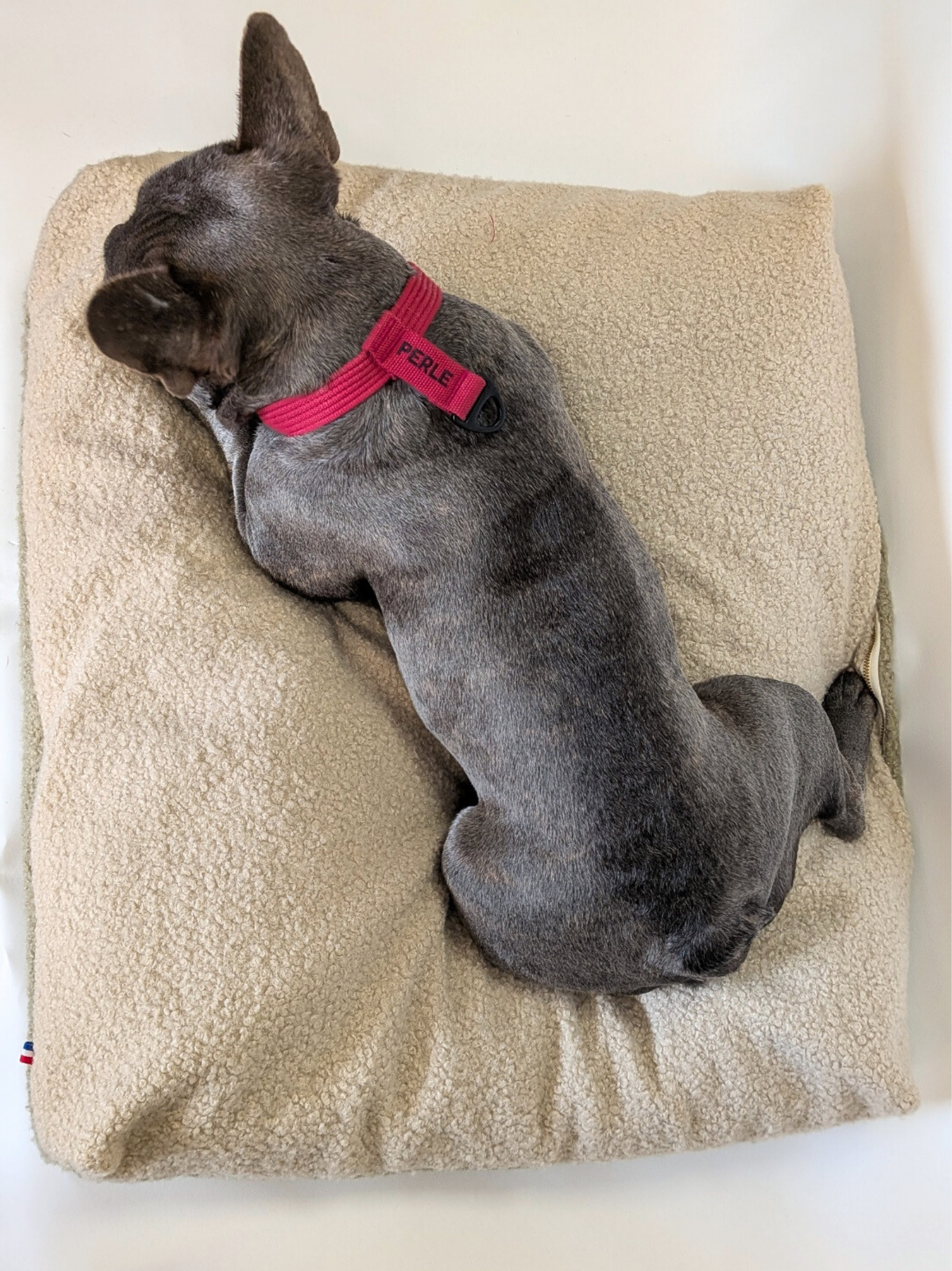 Coussin Teddy Bouclette Beige Kaki