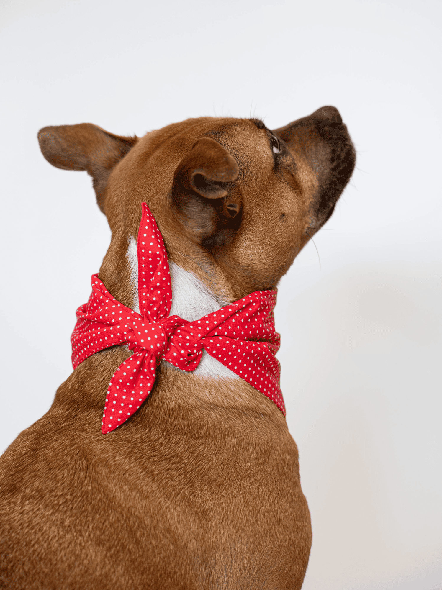 Bandana à Pois rouge