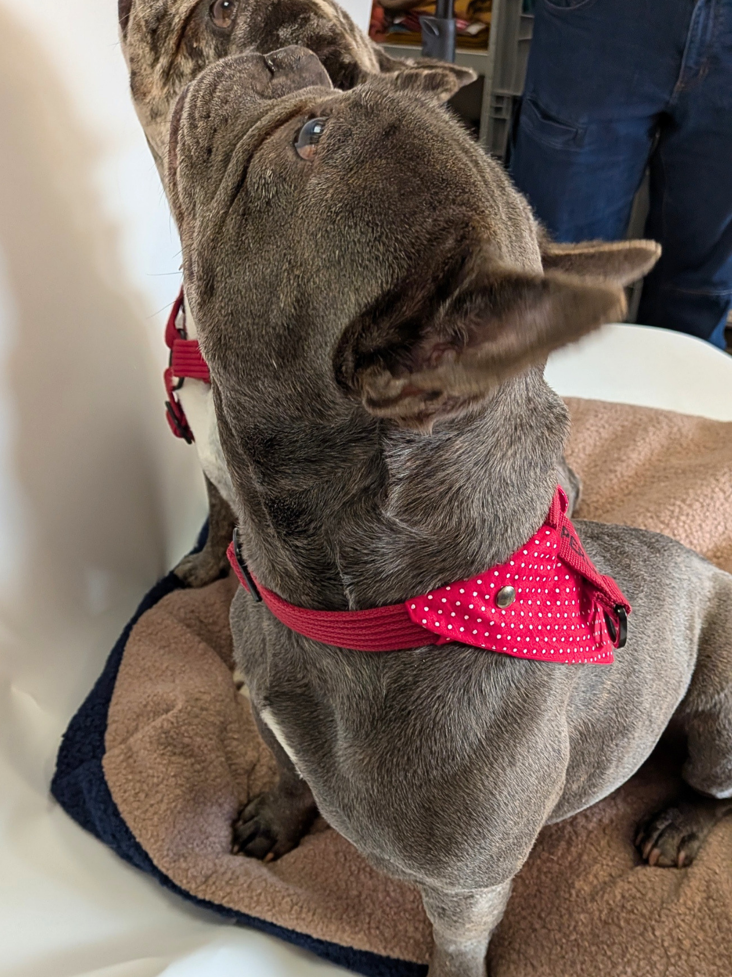 Bandana à fixer Pois rouge
