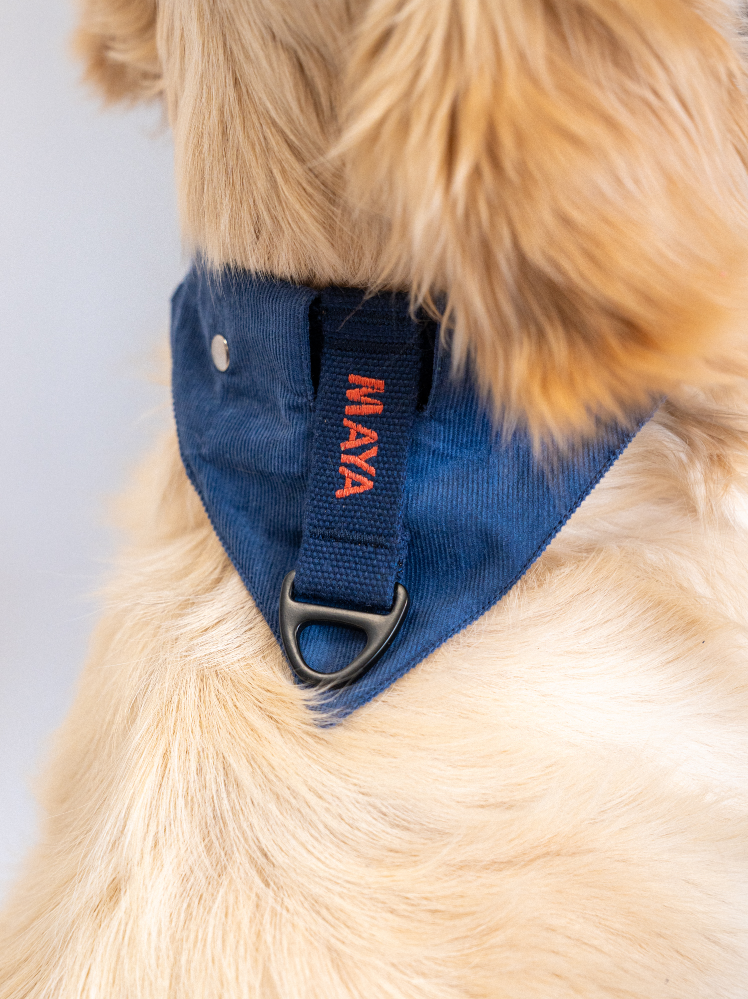Collier Bleu corail et Bandana velours amovible