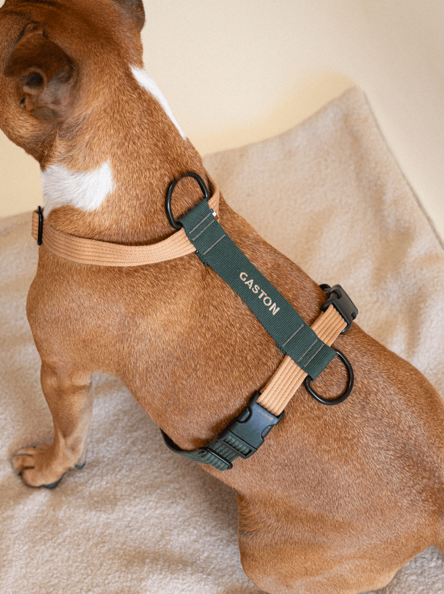 Harnais classique Sable-Vert