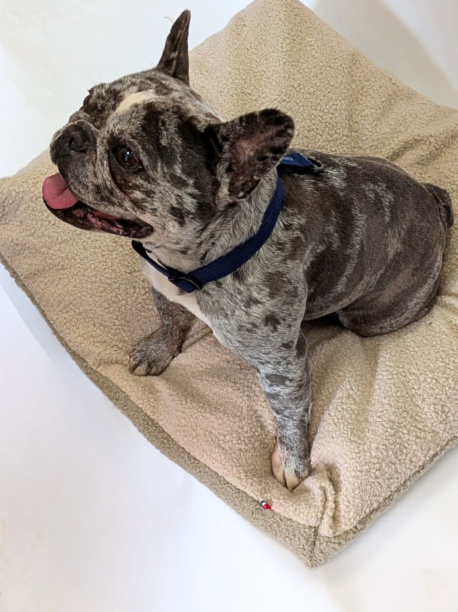 Coussin Teddy Bouclette Beige Kaki