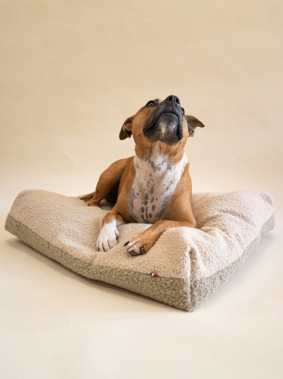 Coussin Teddy Bouclette Beige Kaki