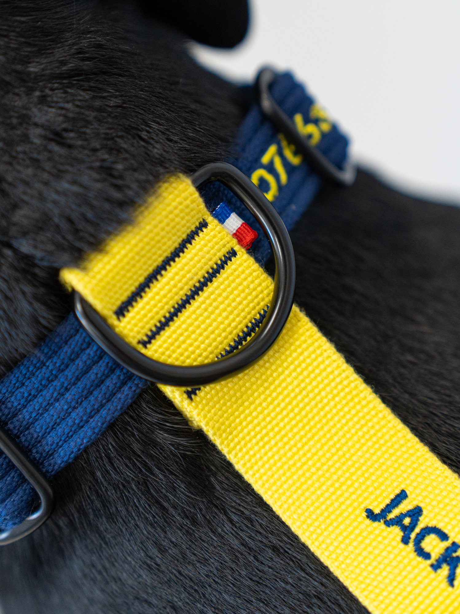 Harnais classique Bleu-Jaune