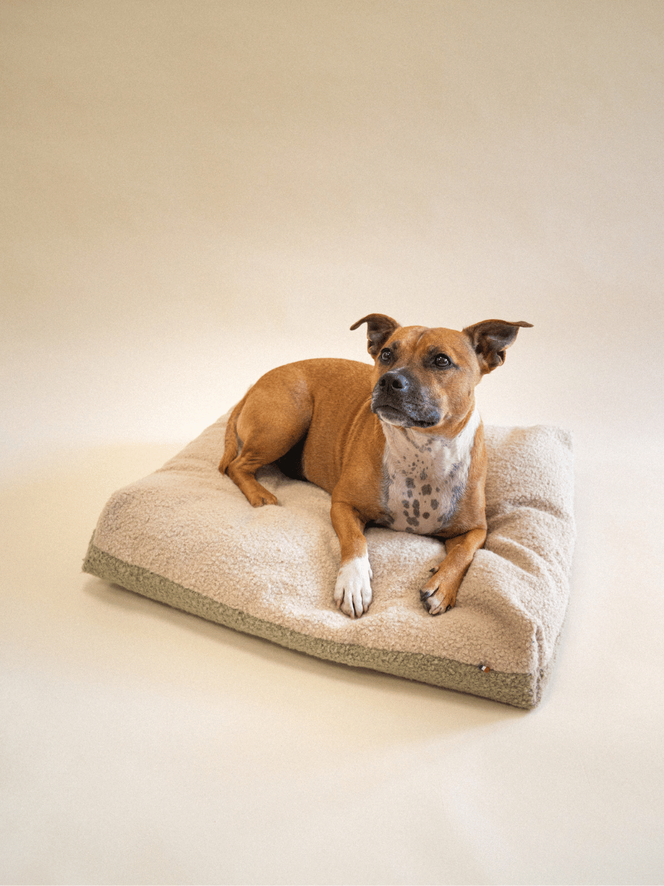 Coussin Teddy Bouclette Beige Kaki
