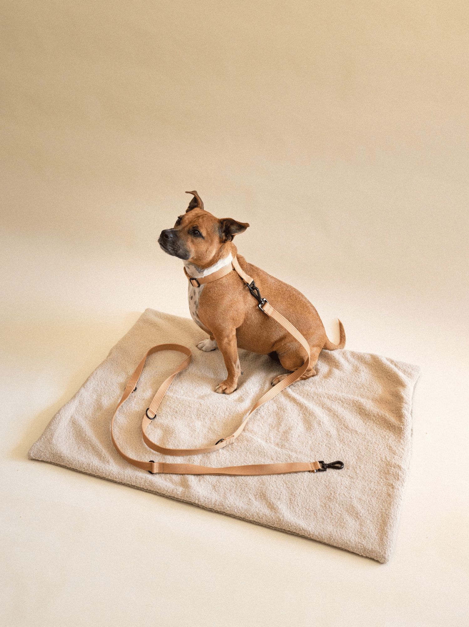Laisse modulable Sable