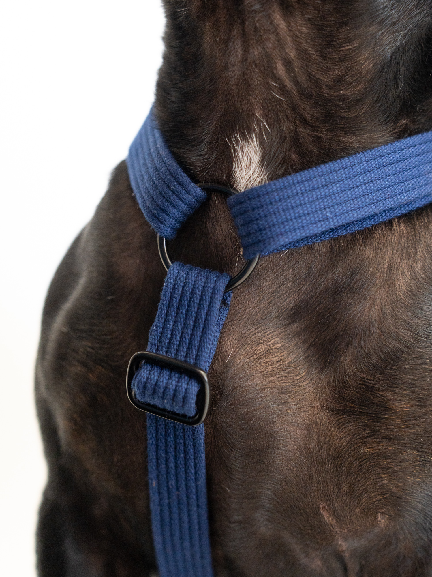 Harnais classique Bleu-Jaune